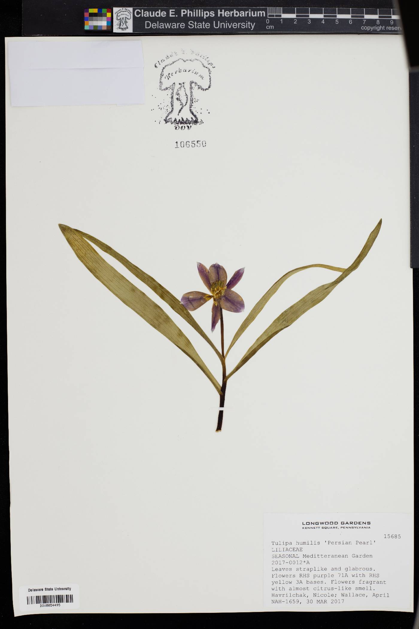 Tulipa humilis image