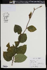 Fagus sylvatica image