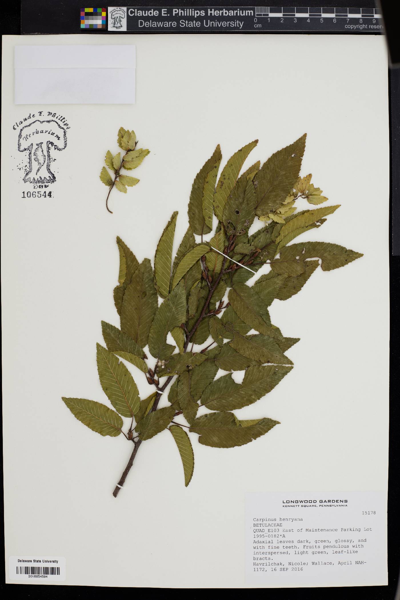 Carpinus henryana image