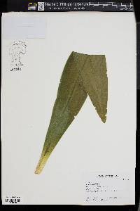 Rohdea japonica image