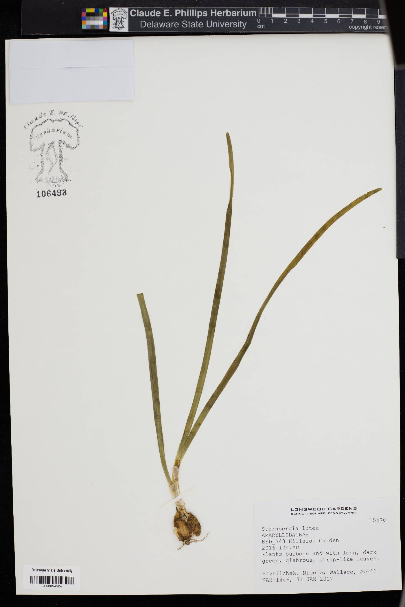 Sternbergia lutea image