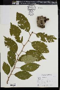 Prunus x yedoensis image