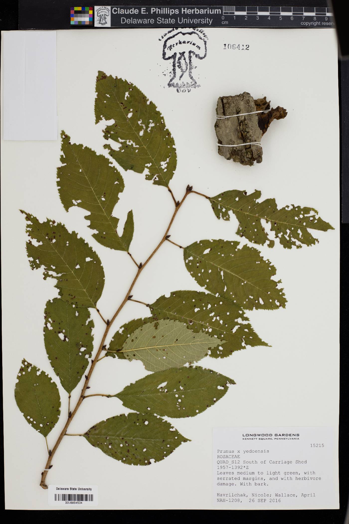 Prunus x yedoensis image