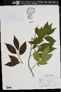 Stewartia monadelpha image