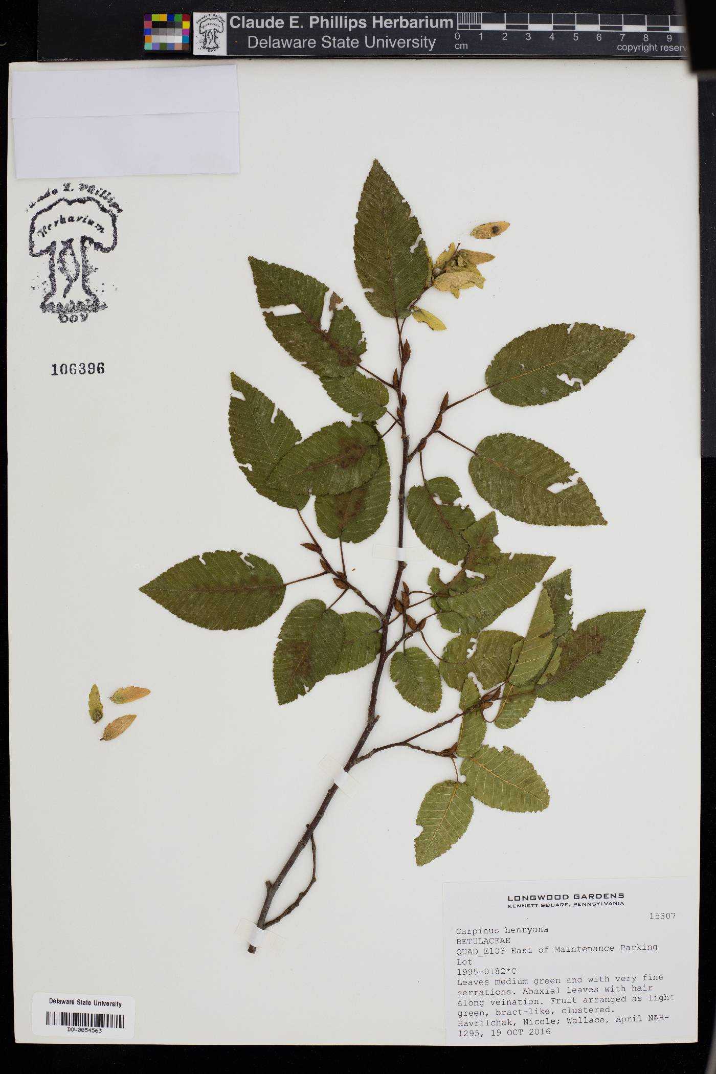 Carpinus henryana image