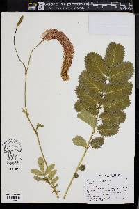 Sanguisorba hakusanensis image