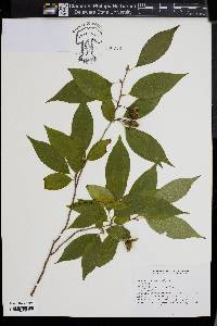 Stewartia monadelpha image