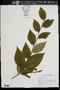 Betula alleghaniensis image