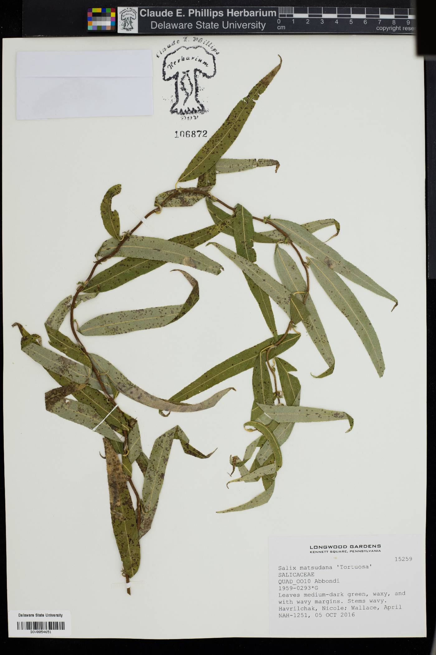 Salix matsudana image