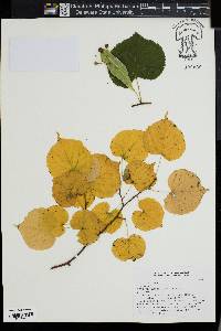 Tilia cordata image