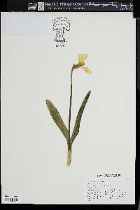 Galanthus elwesii image