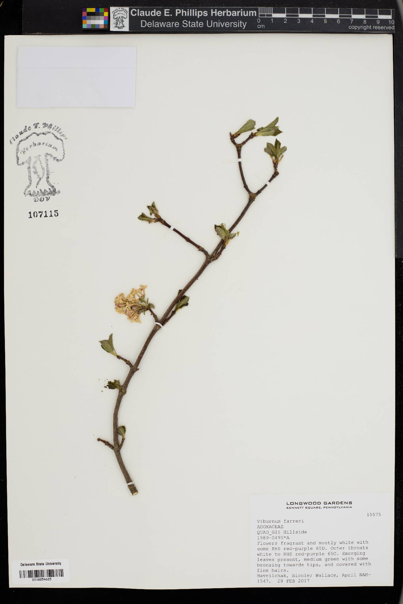 Viburnum farreri image