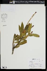 Prunus laurocerasus image