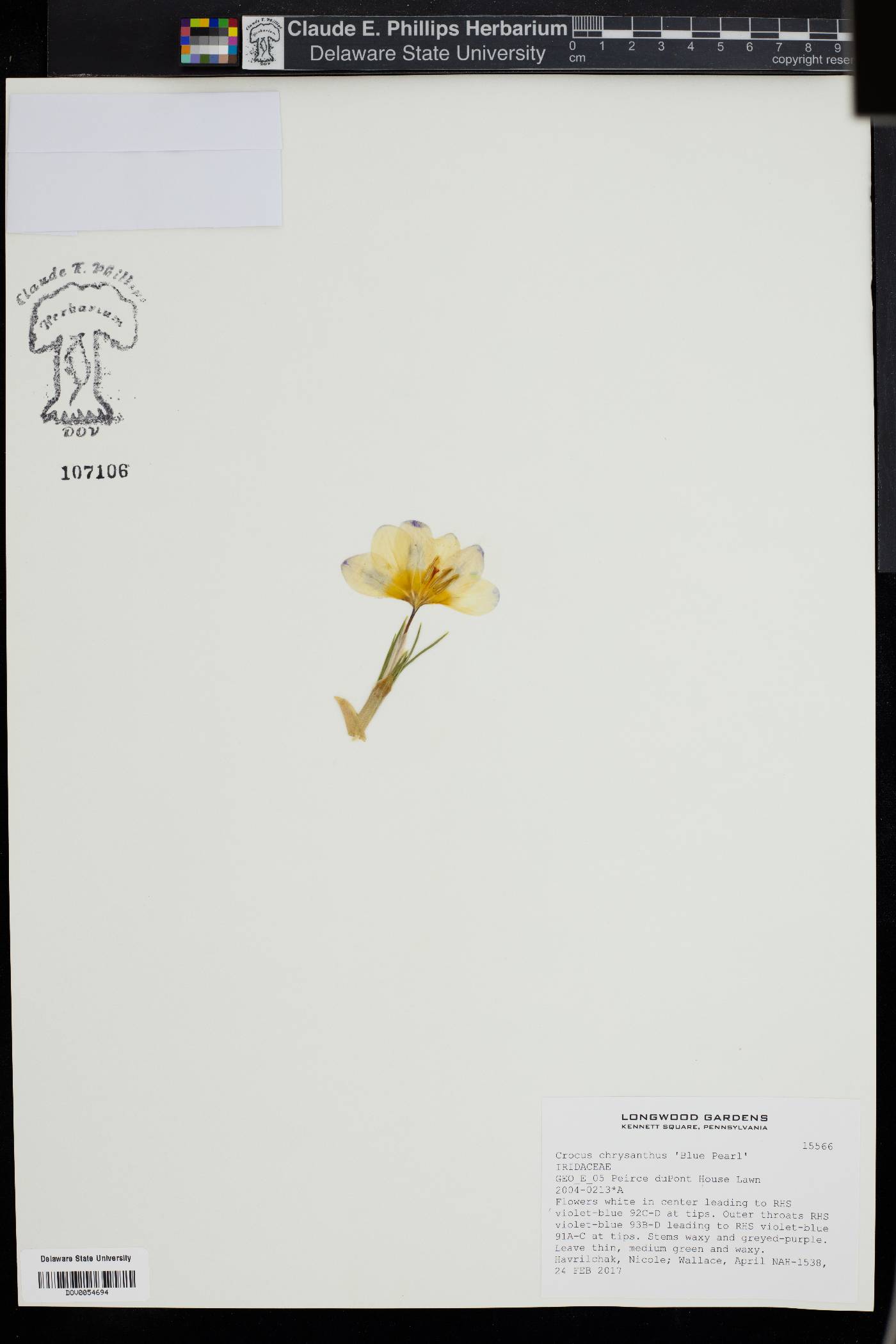 Crocus chrysanthus image