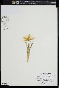 Crocus chrysanthus image