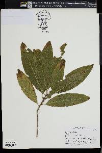 Quercus imbricaria image