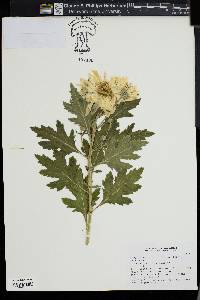 Chrysanthemum x morifolium image