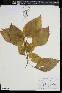 Solenostemon scutellarioides image