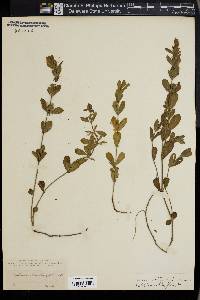 Image of Calophanes oblongifolia