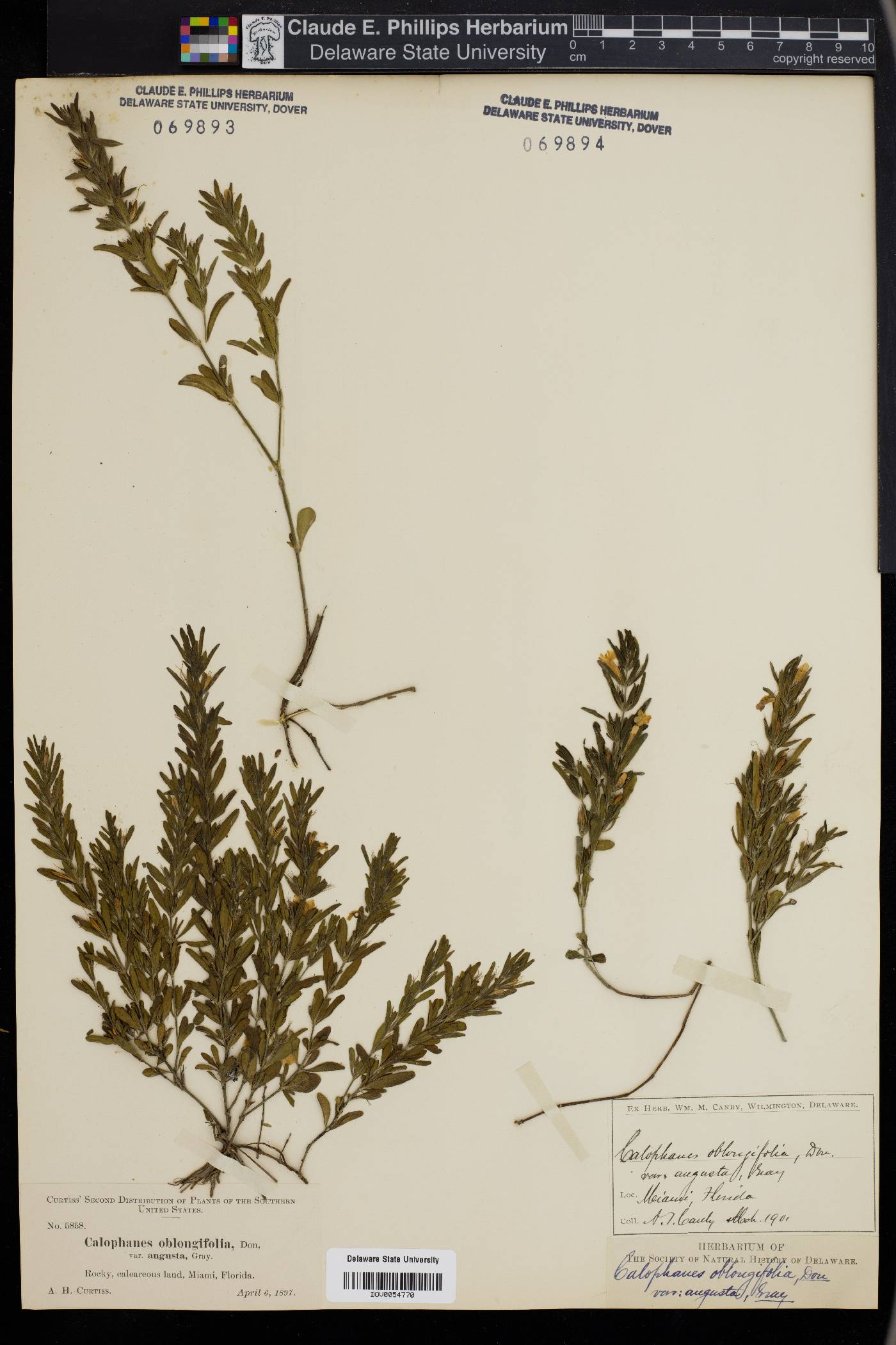 Calophanes oblongifolia image