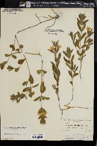 Calophanes oblongifolia image