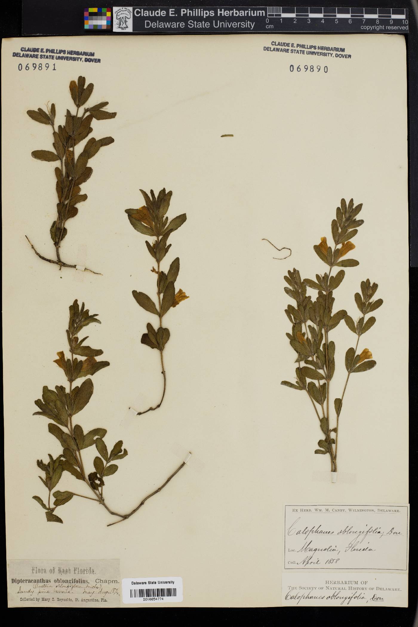 Calophanes oblongifolia image