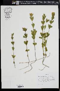 Dyschoriste oblongifolia image