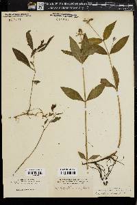 Dianthera ovata image