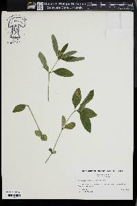 Ruellia caroliniensis image