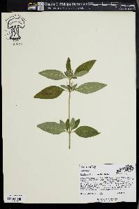 Ruellia caroliniensis image