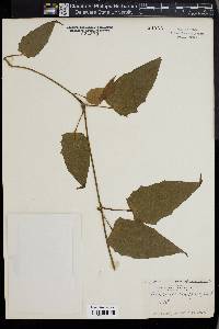 Thunbergia laurifolia image