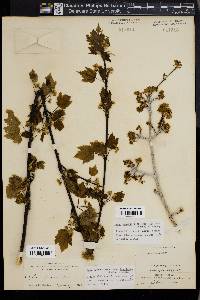 Acer glabrum image