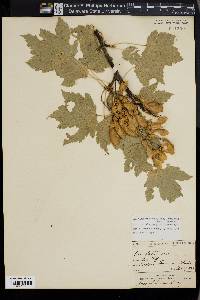 Acer glabrum image