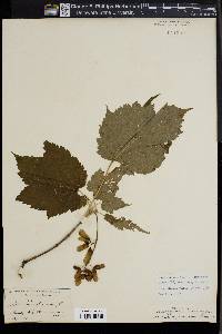 Acer spicatum image