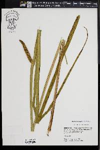 Acorus calamus image