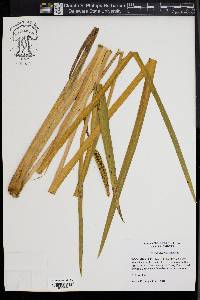 Acorus calamus image