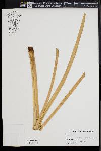 Acorus calamus image