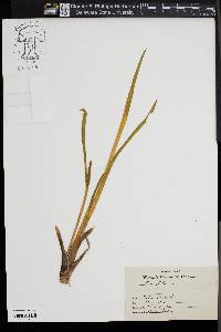 Acorus calamus image