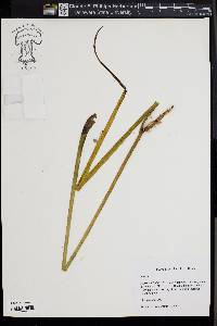 Acorus calamus image