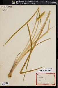 Acorus calamus image