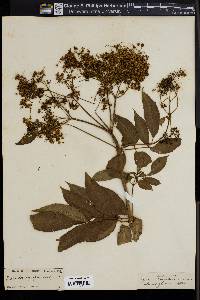 Sambucus cerulea image