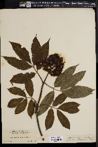 Sambucus racemosa subsp. pubens image