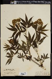 Sambucus racemosa subsp. pubens image