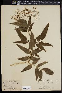 Sambucus racemosa subsp. pubens image