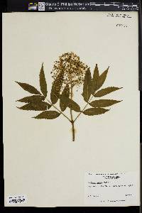 Sambucus racemosa subsp. racemosa image