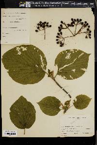 Viburnum lantanoides image