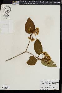 Viburnum cassinoides image