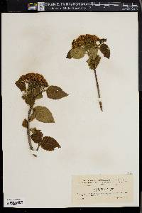 Viburnum lantanoides image