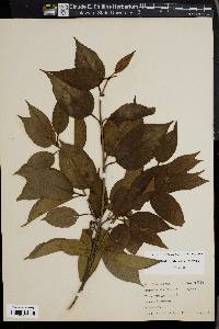 Viburnum lentago image