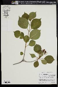 Viburnum lentago image